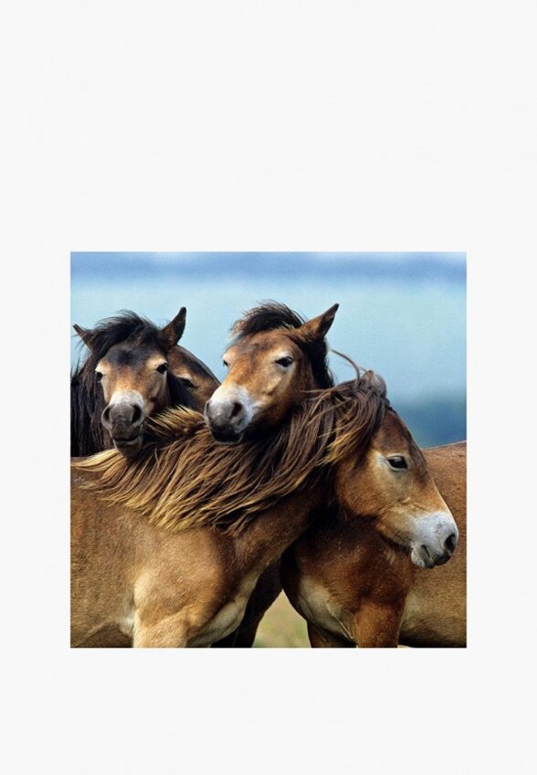 Пазл Ravensburger