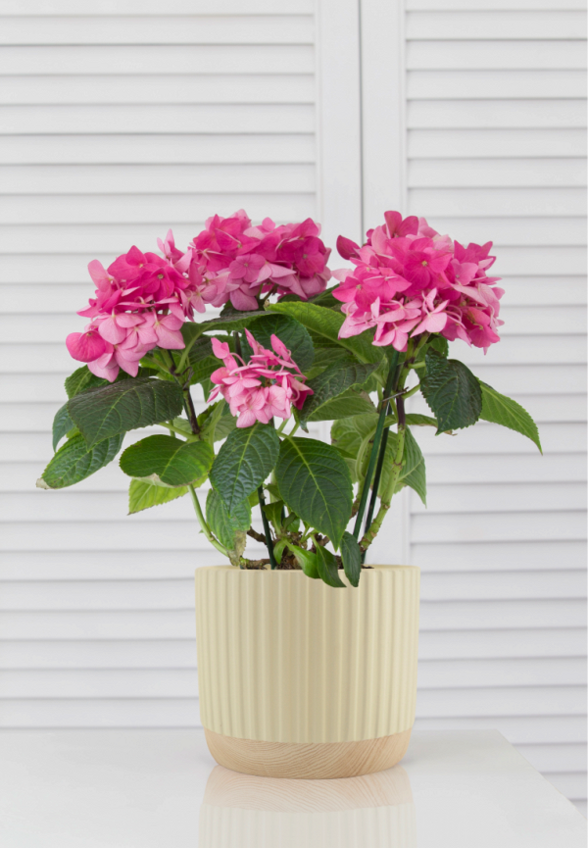 Кашпо Mandarin Decor