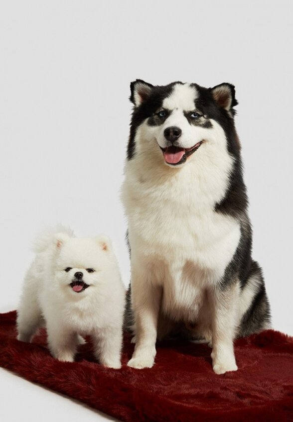 Лежак для животных Guess