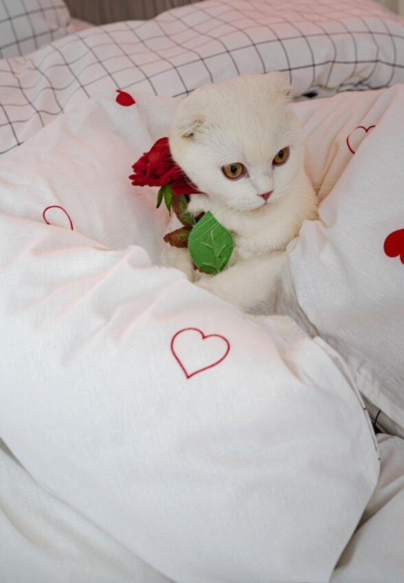 Постельное белье 1,5-спальное Loveberry