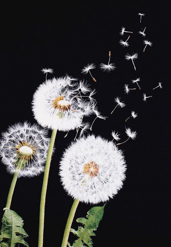 Футболка Апрель